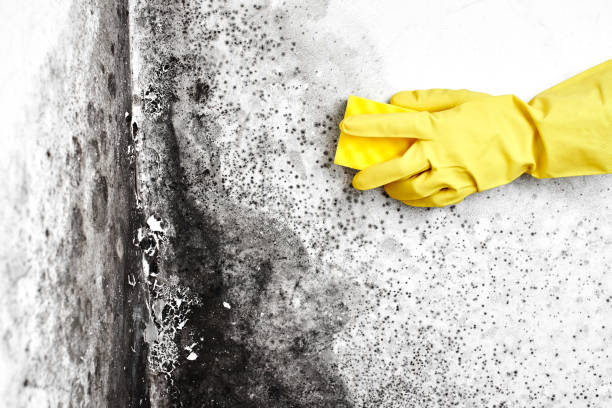 Best Post-Construction Mold Inspection  in Fulton, MD