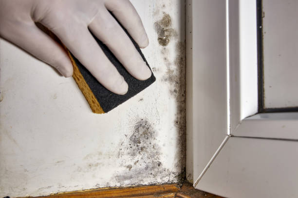 Best Comprehensive Air Testing for Mold Contaminants  in Fulton, MD