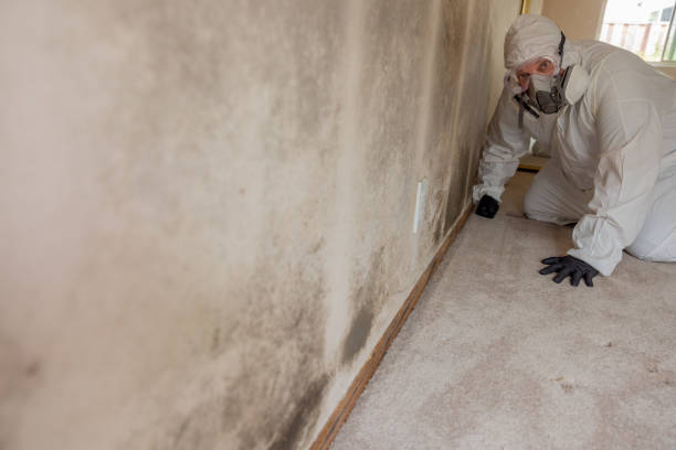 Best Mold Damage Restoration  in Fulton, MD